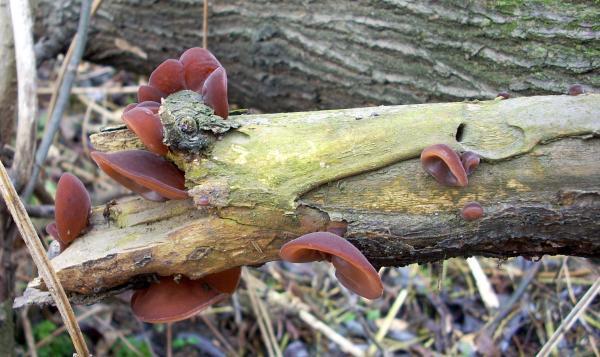 Uszak bzowy (Auricularia auricula-judae)