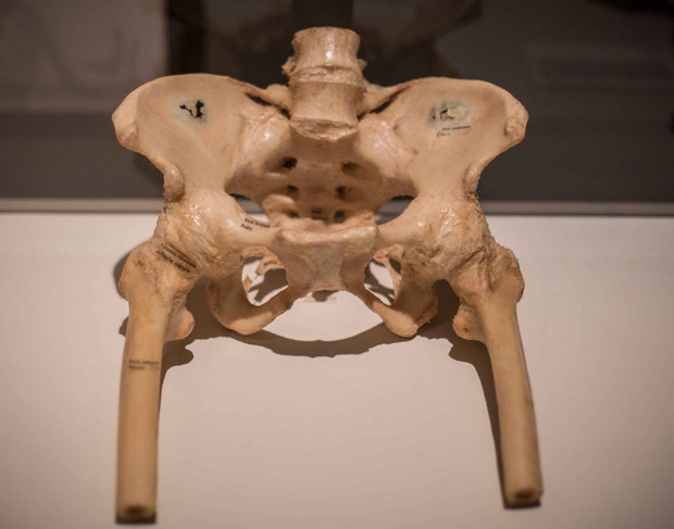 Wystawa Bodies Revealed