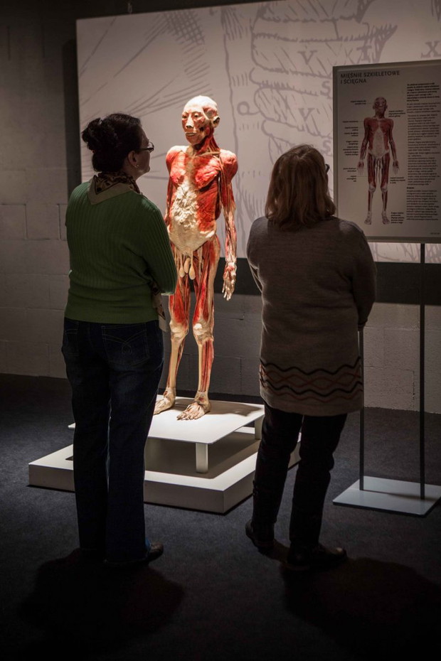 Wystawa Bodies Revealed