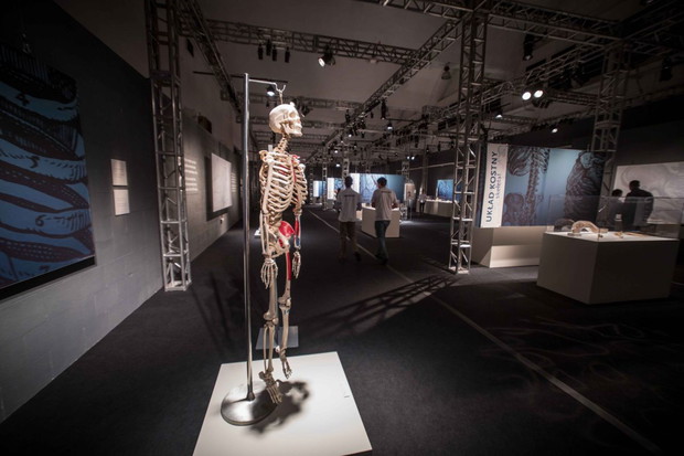 Wystawa Bodies Revealed
