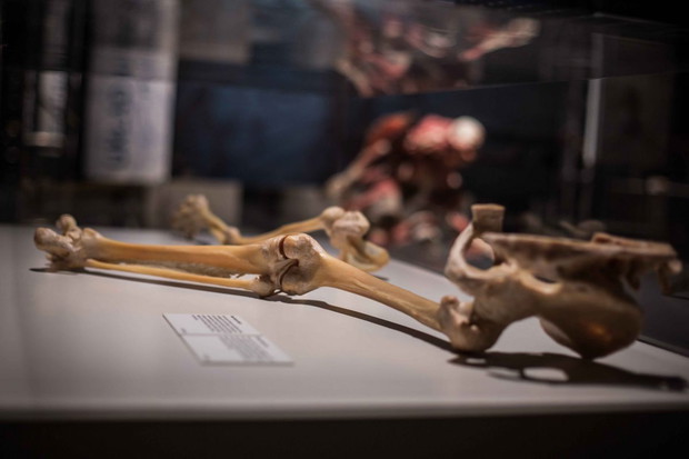 Wystawa Bodies Revealed