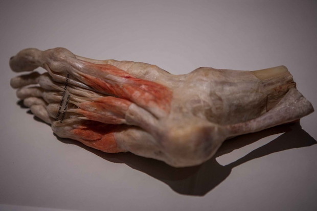 Wystawa Bodies Revealed