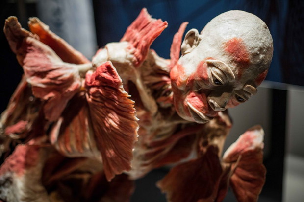 Wystawa Bodies Revealed