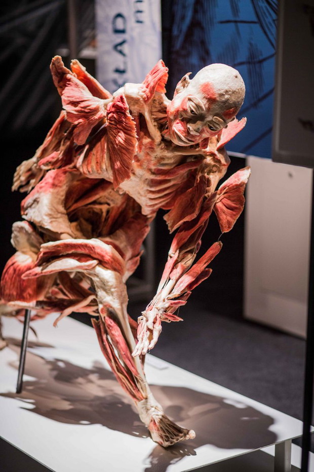 Wystawa Bodies Revealed