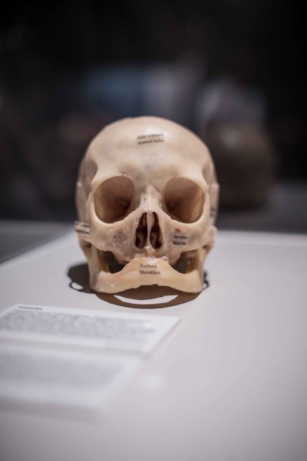 Wystawa Bodies Revealed
