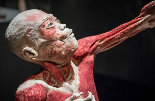 Wystawa Bodies Revealed