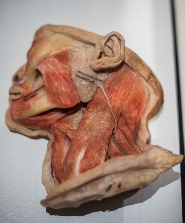 Wystawa Bodies Revealed