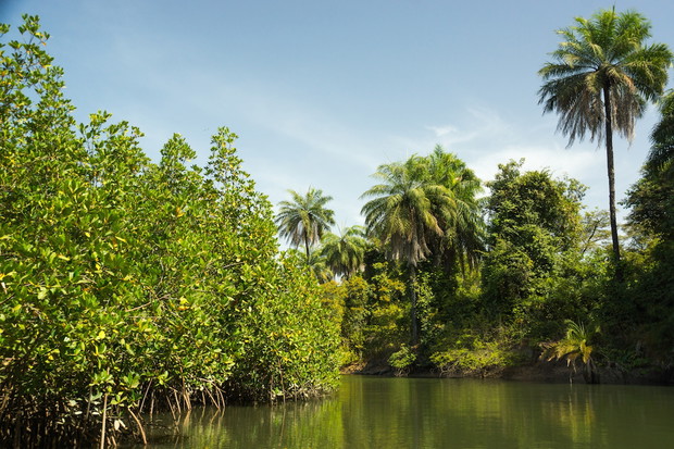 5.makasutuforestAdobeStock188810506-d96df13