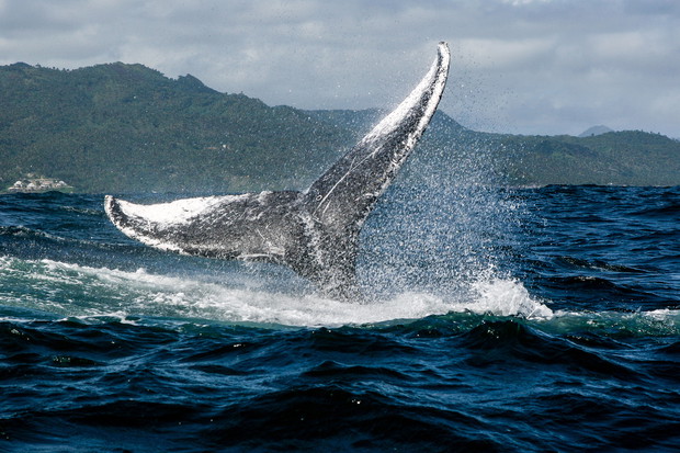 Humpback whale tail in Samana, Dominican republic