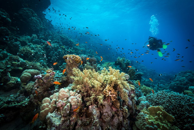 Diver explores reefs in the Red Sea, Egypt