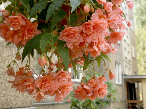 begonia-begonia-tuberhybrida-pendula-2474273-4aafdc7