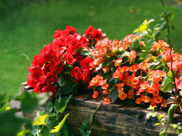 begonia-ogrodowa-2474274-3d7936a
