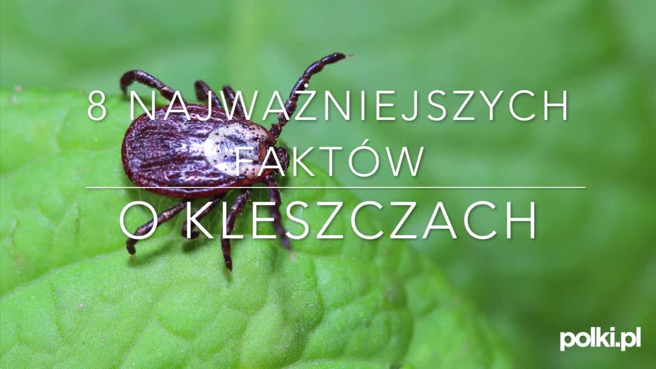 Fakty o kleszczach - 8 najważniejszych faktów na temat kleszczy