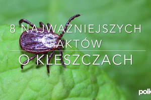 Fakty o kleszczach - 8 najważniejszych faktów na temat kleszczy