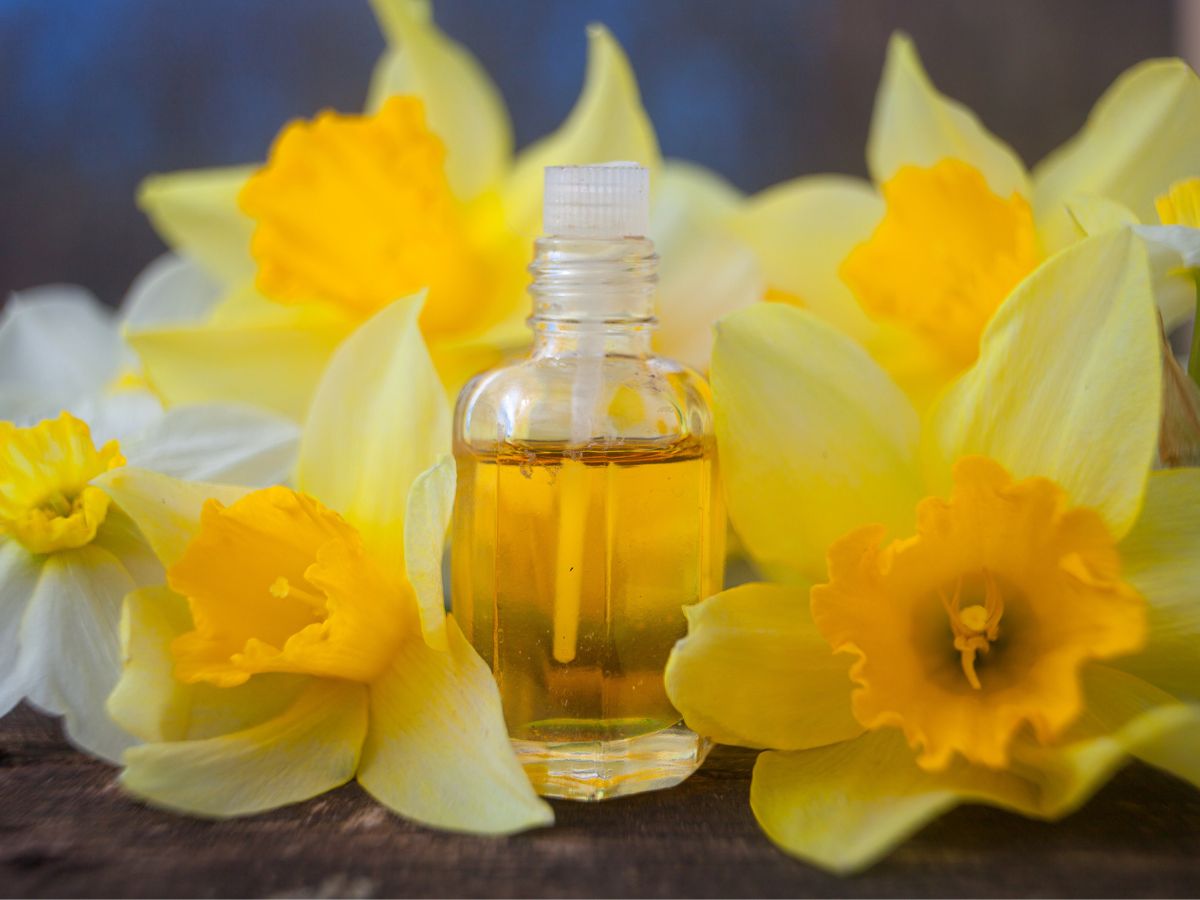 perfumy z nutami narcyza