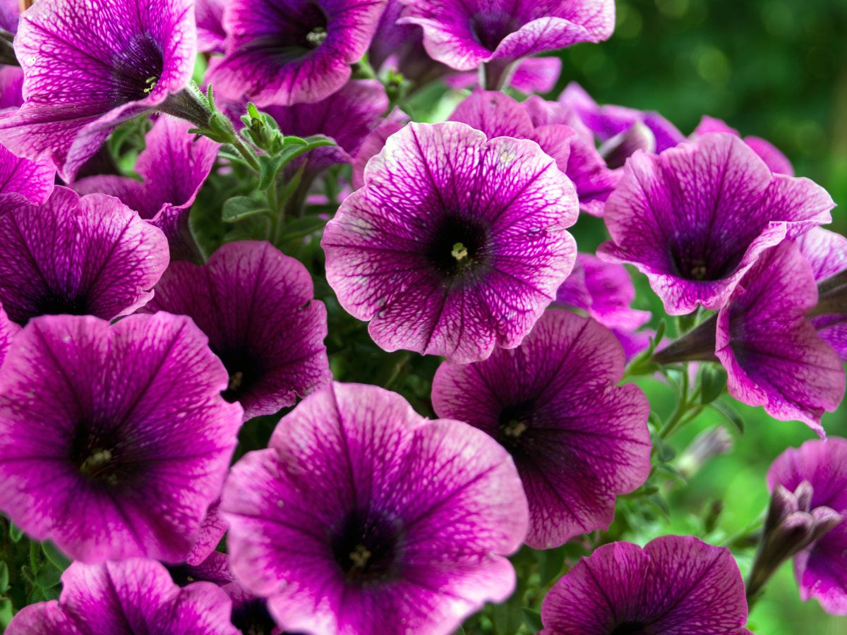 petunia a surfinia różnica