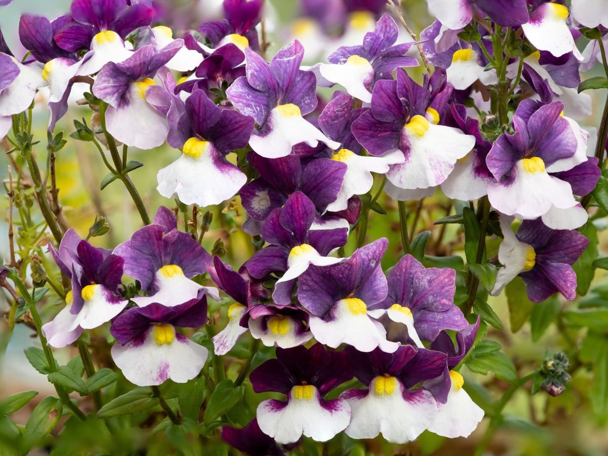 nemesia na balkon i taras