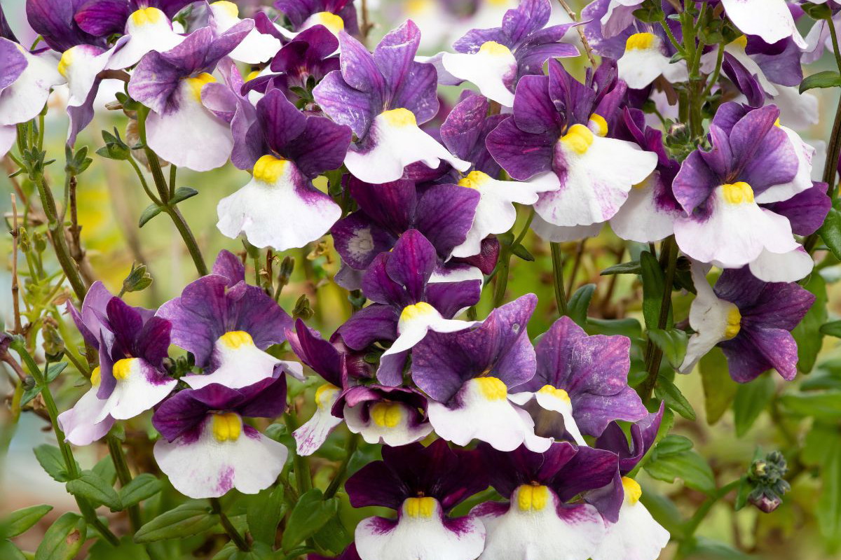 nemesia na balkon i taras