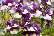 nemesia na balkon i taras