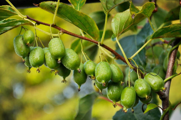 dojrzale-mini-kiwi-2489368-ad82252