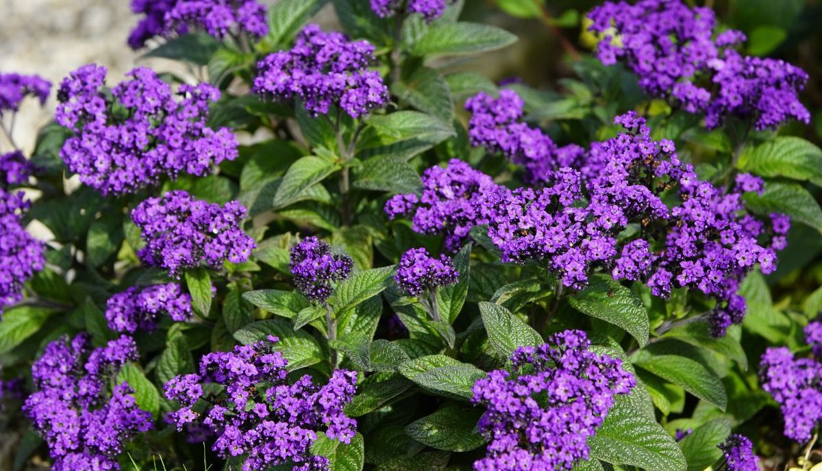 Heliotrop peruwiański uprawa i pielęgnacja