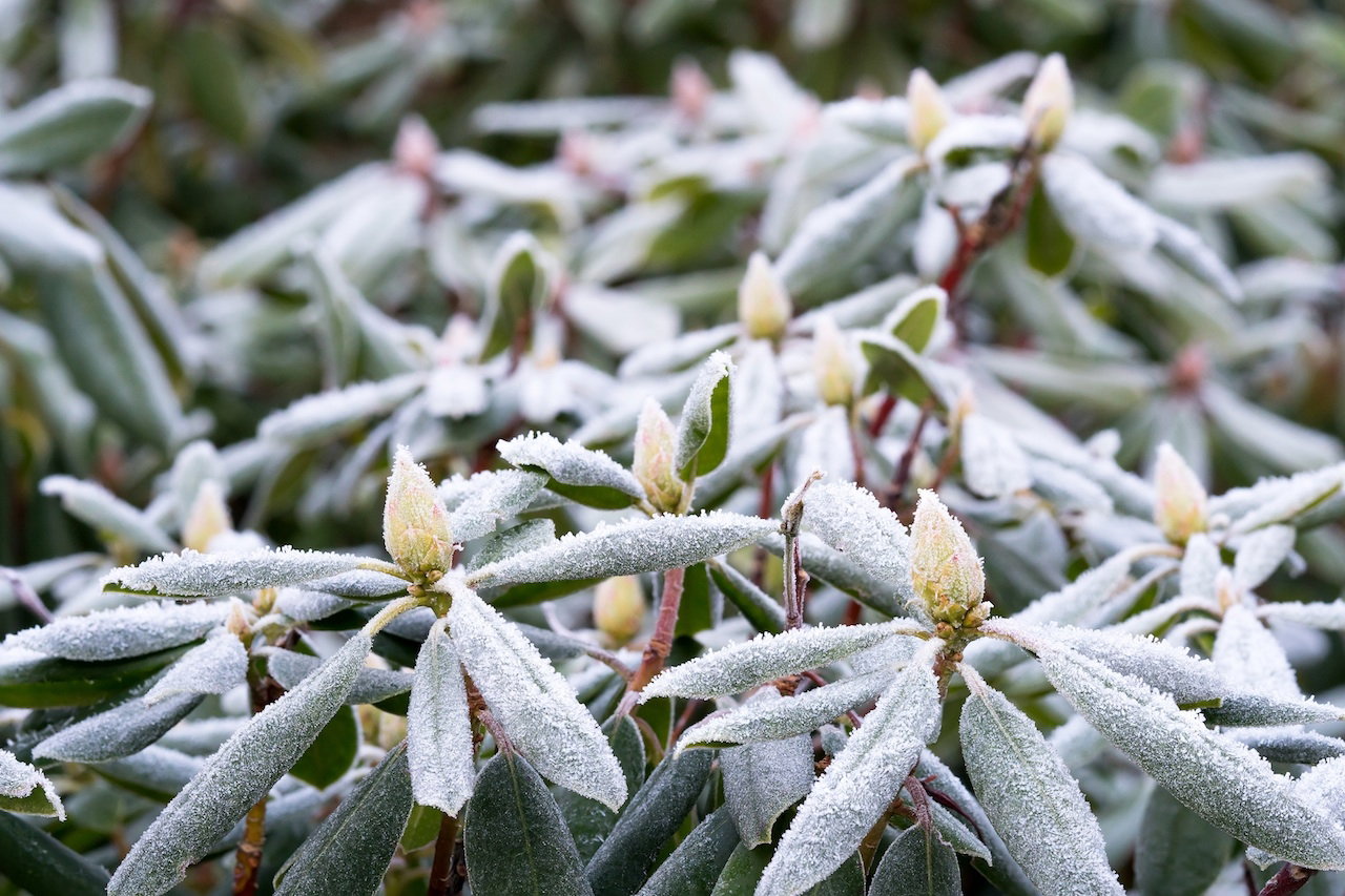 rododendron