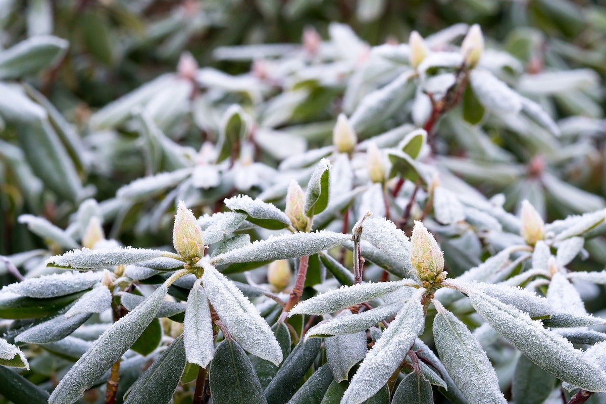 rododendron