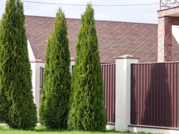 tuja-szmaragd-2473883-2724f87