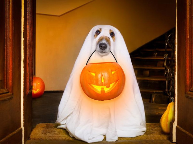 wierszyki-na-halloween-po-angielsku-2519164-bc1ee1f