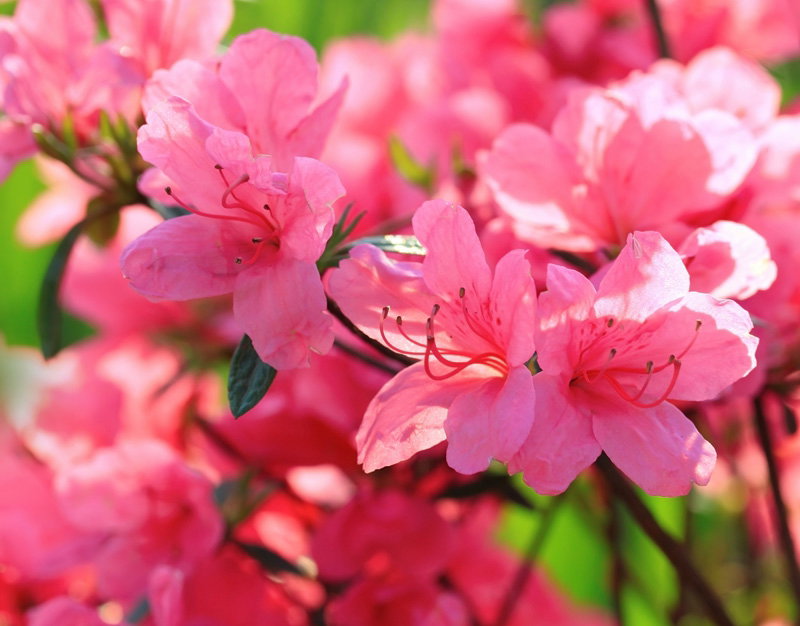 Rododendrony - hodowla i rodzaje