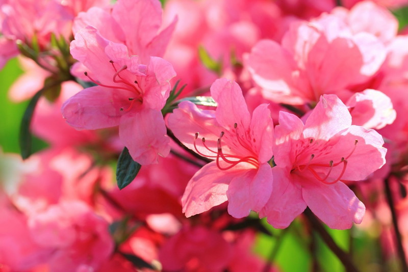 Rododendrony - hodowla i rodzaje