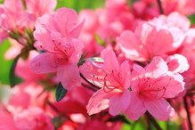 Rododendrony - hodowla i rodzaje