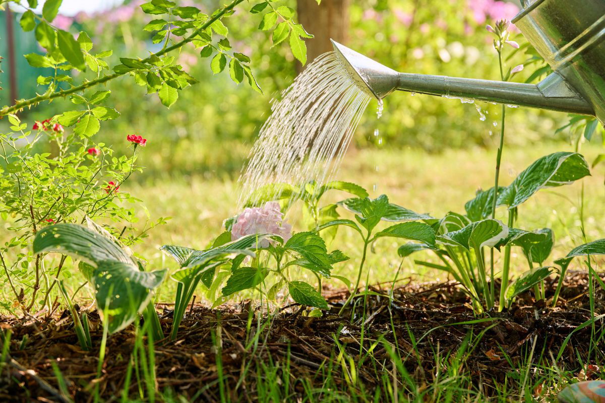 nawóz z herbaty do jakich kwiatów