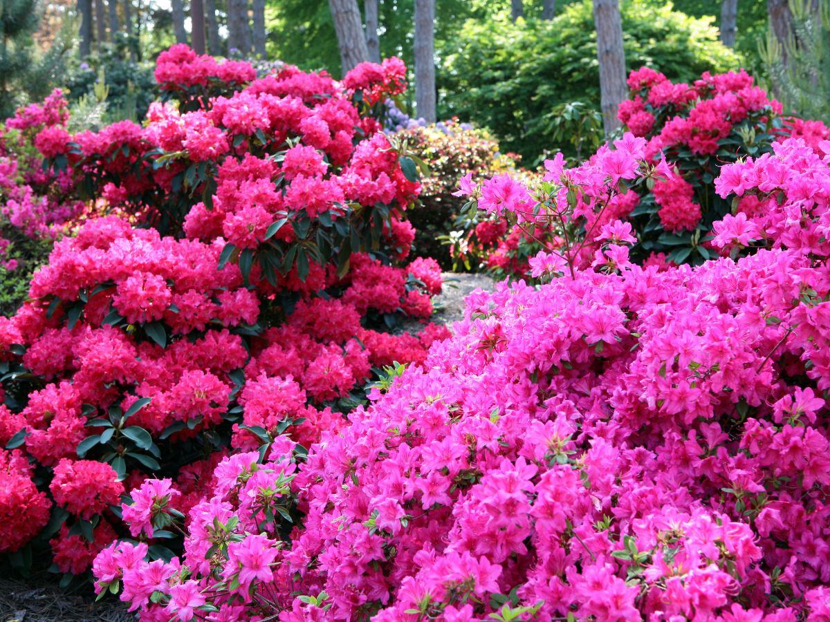 Nawóz do rododendronów ze skórek jabłek