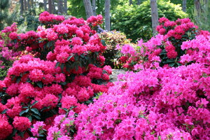 Nawóz do rododendronów ze skórek jabłek