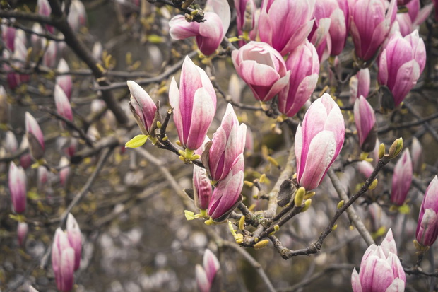 nawożenie magnolii fusami z kawy