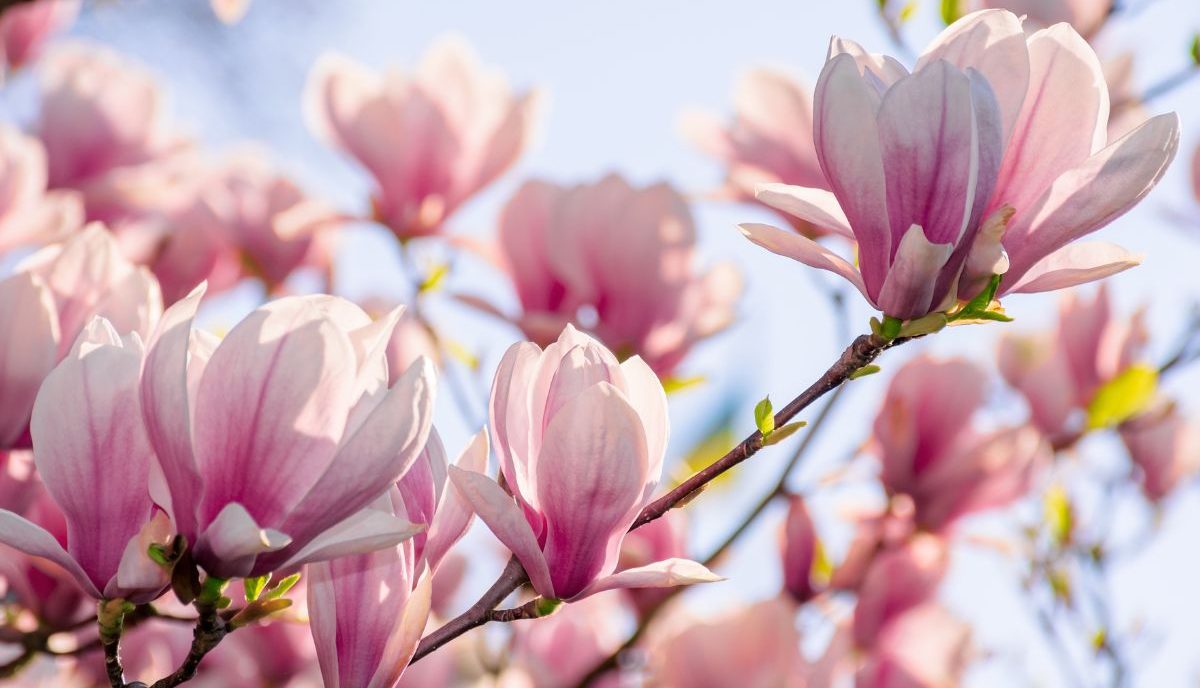nawóz do magnolii z fusów kawy