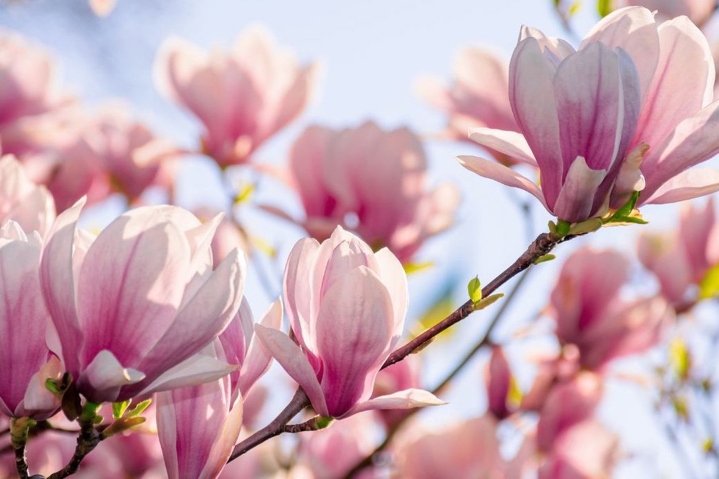 nawóz do magnolii z fusów kawy