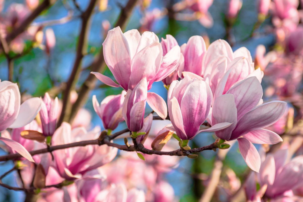 kiedy przycinać magnolię