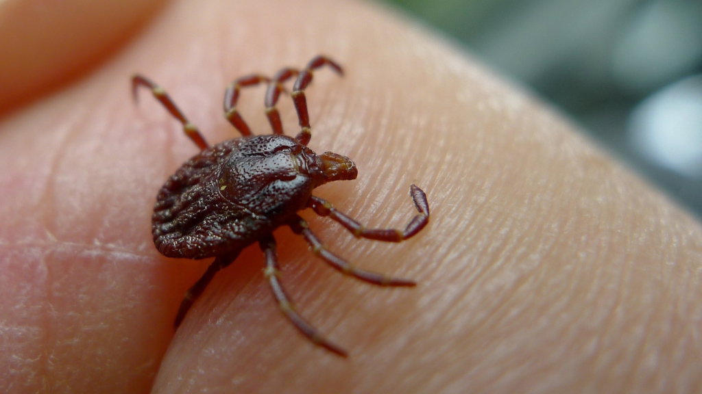 BP Diagnostyka