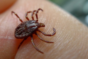 BP Diagnostyka