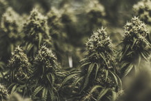 marihuana