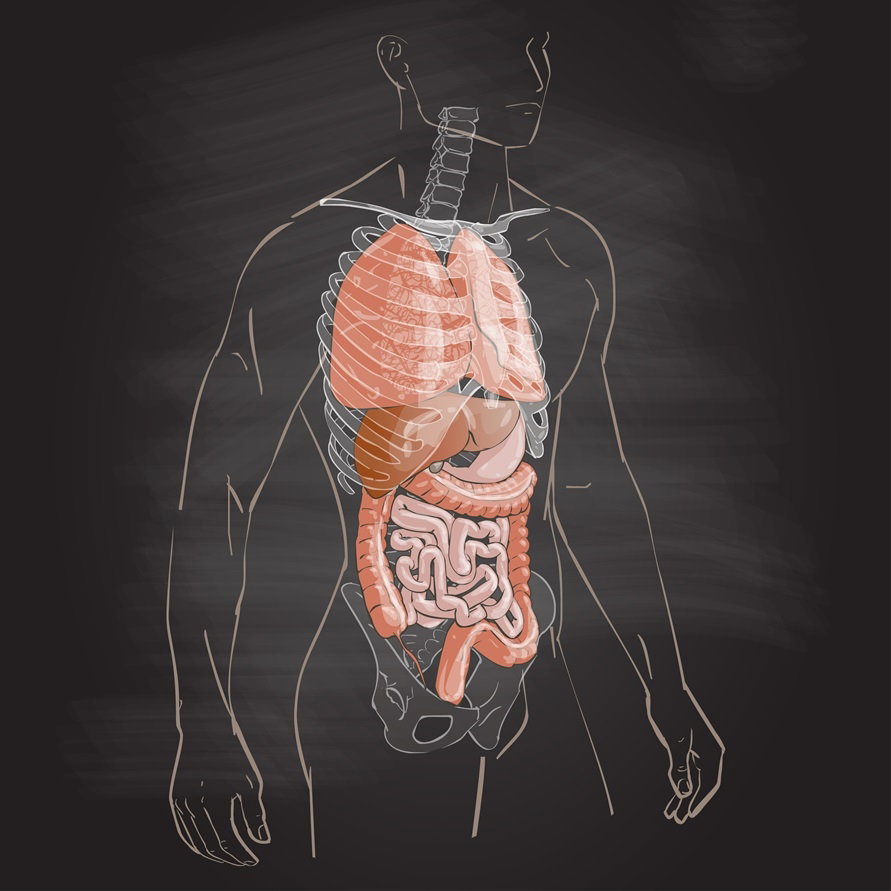 nowy organ