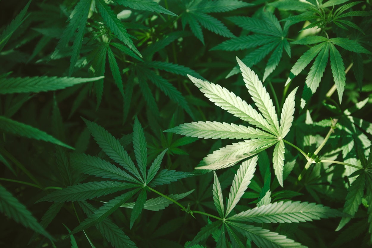 marihuana