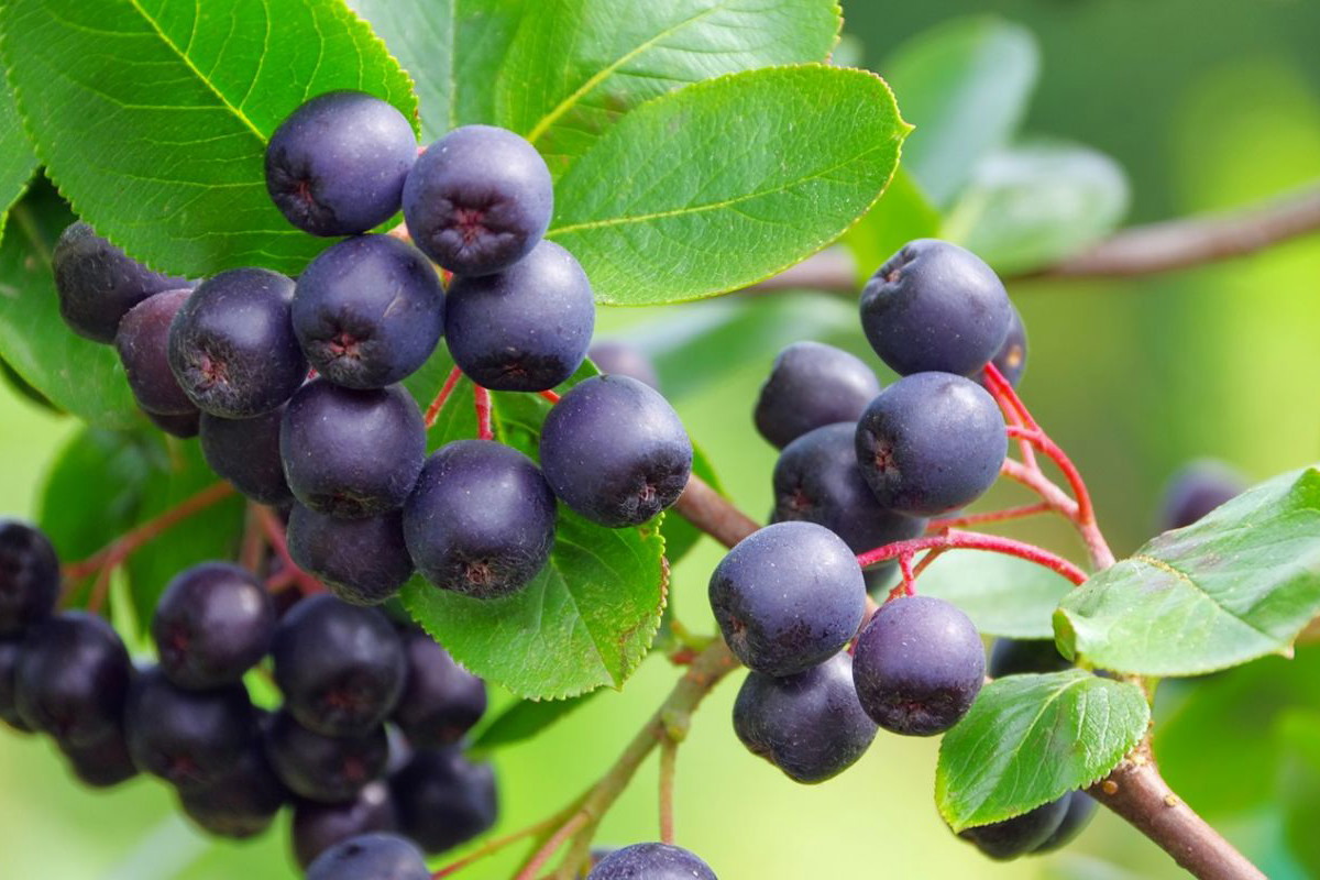aronia