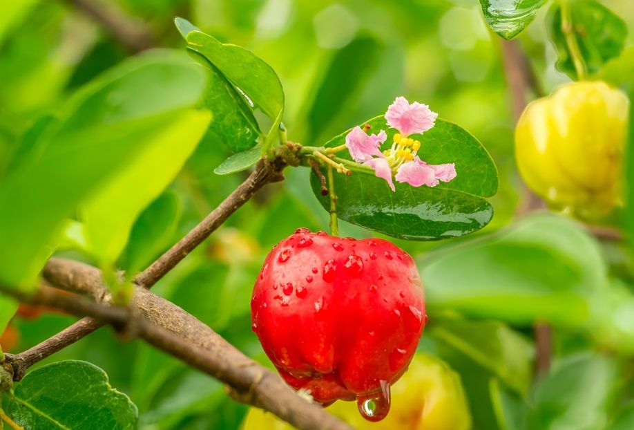 acerola