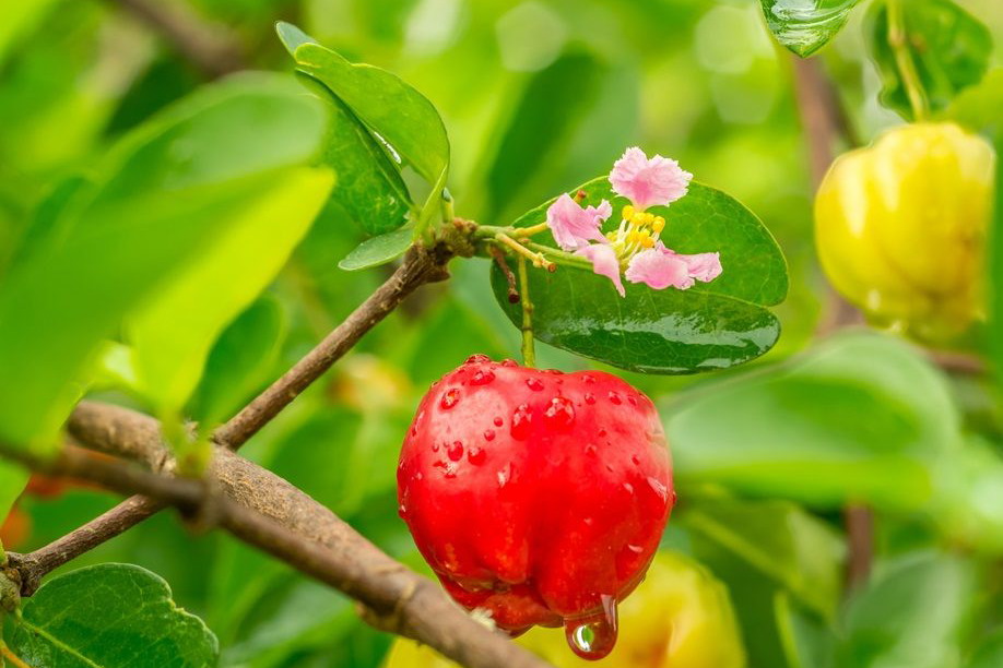acerola
