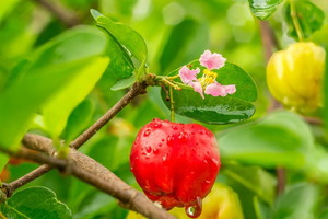 acerola