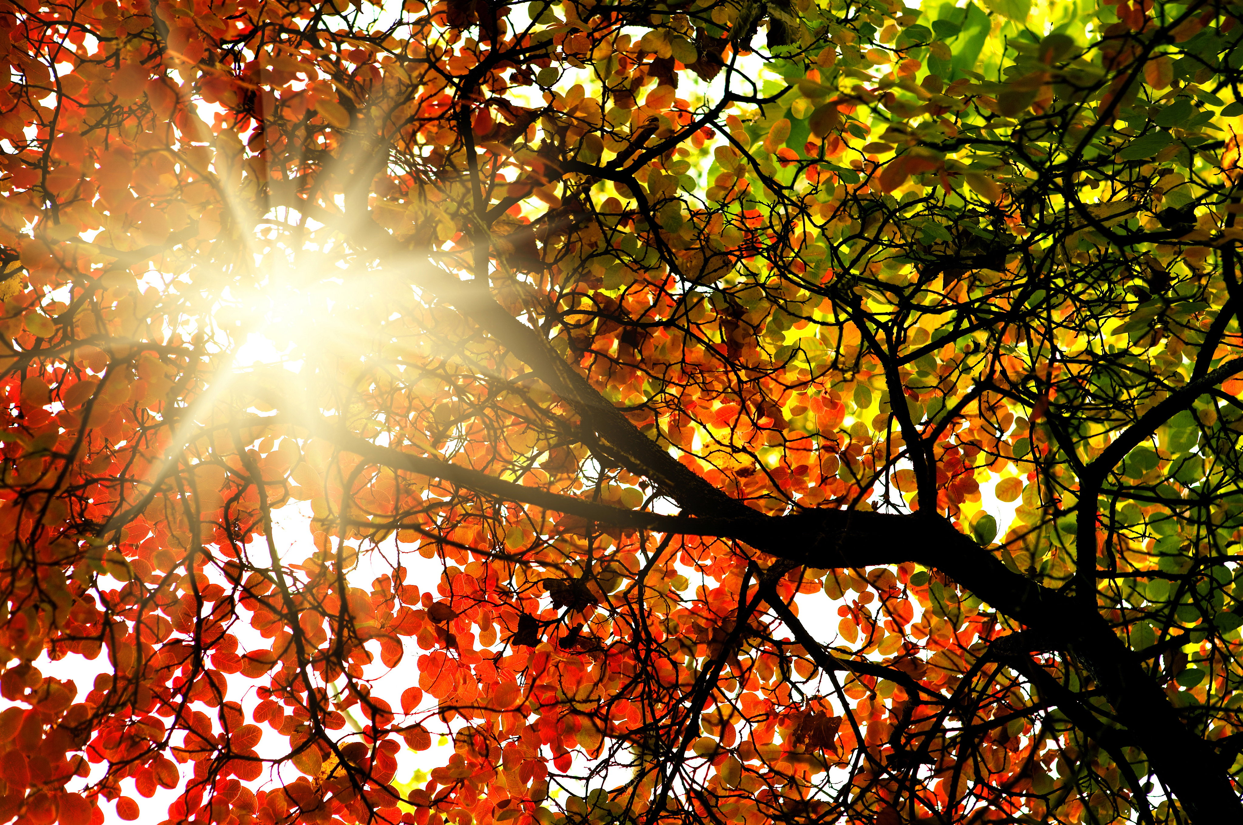 NFotolia