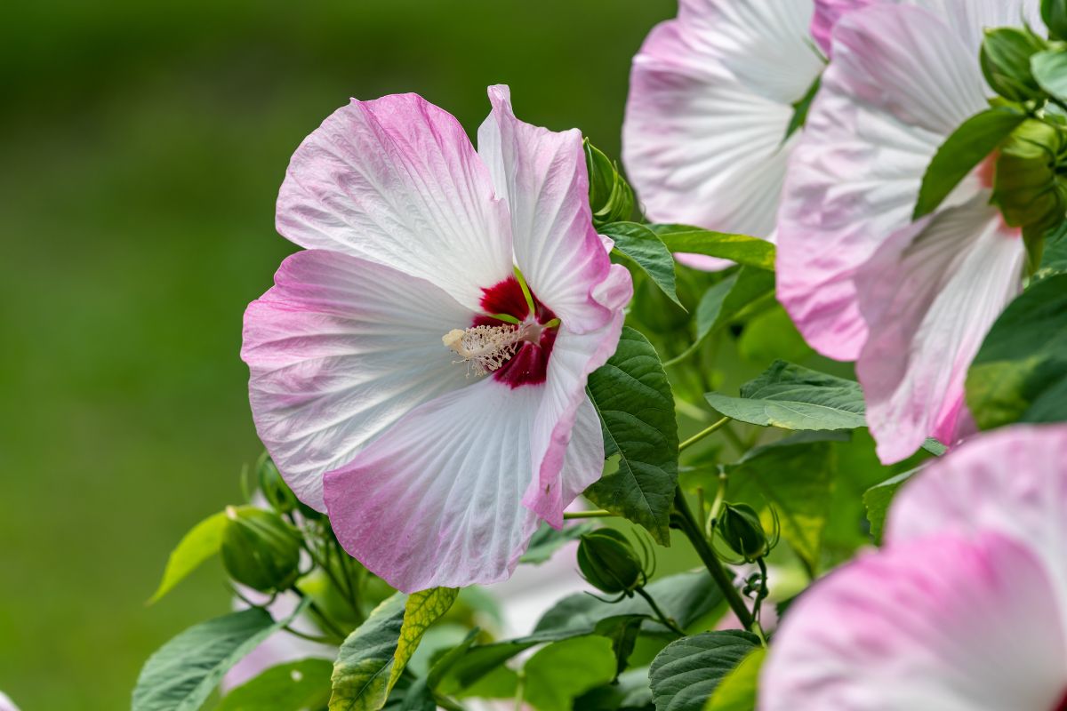 hibiskus bylinowy